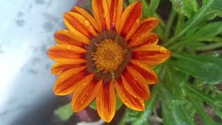 beautiful winter flowering plants Gazania rigens [upl. by Nahtanaoj222]