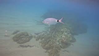 Snorkeling  Platja de les Roques Blanques  Spain  31082024 [upl. by Syck]