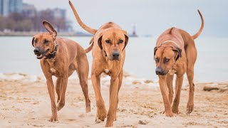 What Does A Rhodesian Ridgeback Look Like [upl. by Alva619]