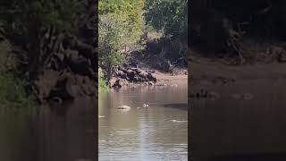 Wildebeest Drinking Grumeti River with Crocodiles in Wait Serengeti [upl. by Tayyebeb]