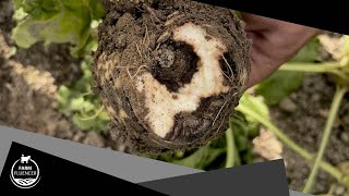 Rübenfaulheit durch Rhizoctonia solani  Zuckerrüben  Farmfluencer [upl. by Eenrahc]