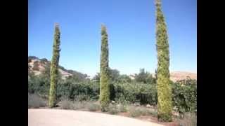 Swanes Golden Italian Cypress from Monrovia Nursery [upl. by Decato]