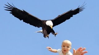 EAGLE SNATCHES KID  Eagle Picks Up Baby Fake [upl. by Ginger]