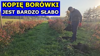 Kopię Borówki  JEST SŁABO Przesadzanie Borówki amerykańskiej Podłoże Stanowisko Rozstaw Uprawa [upl. by Nnaylime]