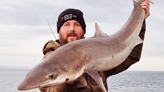 Shore caught Tope fishing Wales 2024  big bass fishing moments in Wales  UK shark fishing  sea [upl. by Smalley]