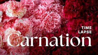 Timelapse Carnation Flowers Blooming [upl. by Voss]