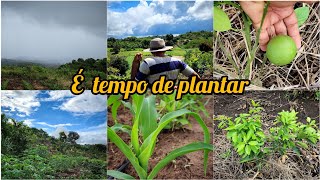 chuva na roça  plantando milho e amendoin  mostrando o desenvolvimento das plantações [upl. by Nyrahs]