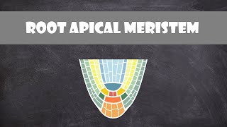 Root Apical Meristem Structure  Plant Biology [upl. by Keefer]