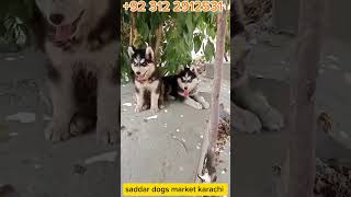 siberian husky dog puppies please subscribe saddar Dogs market karachi saddardogsmarket dogs [upl. by Akiemahs]