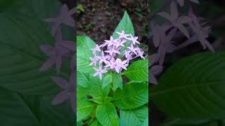 My garden flower shortsfeed shortsvideo [upl. by Enitsej]