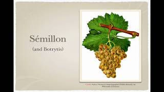 Winecast Sémillon and Botrytis [upl. by Lundin257]