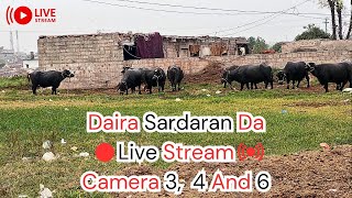 Daira Sardaran Da Live Stream Camera 3 4 and 6 [upl. by Worlock903]