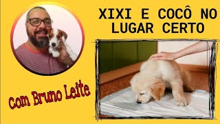 ENSINAR FILHOTE A FAZER XIXI E COCO NO LUGAR CERTO [upl. by Saunderson487]