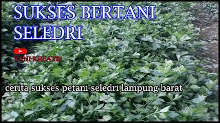 PETANI SELEDRI pertanian LAHAN SEMPIT lampung barat [upl. by Ruhtracm211]