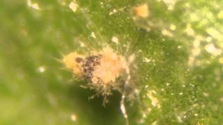 Tetranychus urticae TwoSpotted Spider Mite Mycocized by Beauveria bassiana GHA [upl. by Eelyr678]