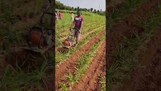 Ginger Cultivation Technique  Ginger Farming in India short video [upl. by Awhsoj]