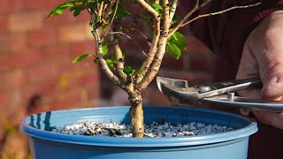 Kojo no mai Fuji Cherry first prune for bonsai [upl. by Georgena]