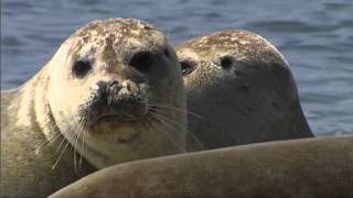 De Gewone Zeehond Phoca vitulina [upl. by Carmen]