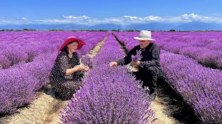 We Collected Lavender and Cooked Delicious Traditional Pastries Wonderful Life in the Village [upl. by Lalita]