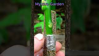 Top grafting technique garden treegrafting gardening lemon plants [upl. by Nnel]