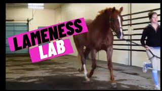 Lameness Lab 1 Is this horse lame [upl. by Selegna]