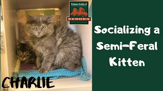 Cat Tip Tuesday Socializing a SemiFeral Kitten [upl. by Kellie844]