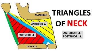 TRIANGLES OF NECK PART1 ANTERIOR AND POSTERIOR TRIANGLES  NEET SERIES dentalcafe4331 [upl. by Euqina379]