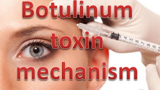 Botulinum toxin mechanism [upl. by Initirb364]