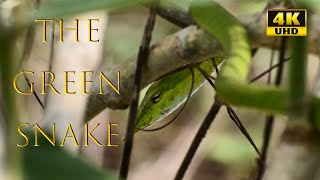 ROUGH GREEN SNAKE 4K  4K SNAKE VIDEOS  snake wildlife [upl. by Ruford]