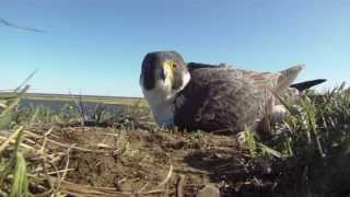 Peregrine Falcon on a lake somewhere in Siberian Arctic [upl. by Murphy]