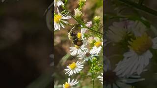 Carpenter bees amp Asters 🌼🐝 fall pollinators gsm WNC aster wildflower [upl. by Ierbua]