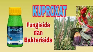 Fungisida  Bakterisida KUPROXAT 345 SC [upl. by Ylevol]