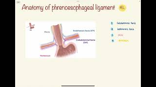 Anatomy of phrenoesophageal ligament [upl. by Akemit]