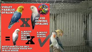 HOW TO PRODUCE PARBLUE EUWING OPALINE [upl. by Atekram]