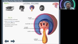 Embryological Development in week 4 [upl. by Adnawad]