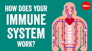 How does your immune system work  Emma Bryce [upl. by Cida]