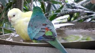 Red Rump Parrots Bathing [upl. by Garson296]