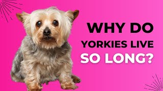 Why Do Yorkies Live So Long Yorkie Lifespan Explained [upl. by Gunthar473]