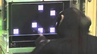 Chimpanzé et mémoire instantanée [upl. by Blondell]