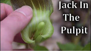 How to Identify Jack In The Pulpit  Wild Plant Identification [upl. by Denton30]