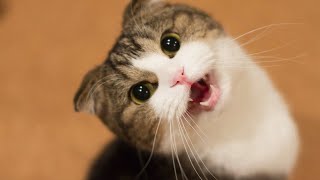 Cat meow sound effects 30 minute relaxing noise calming kitten meowing sounds [upl. by Angelo17]