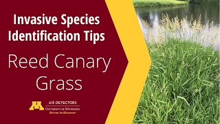 Identification Tips Reed Canary Grass Phalaris arundinacea [upl. by Areid]