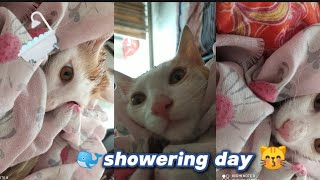 🚿 Showering Day of a Cat 🚿 getting cleaned up [upl. by Gordon]