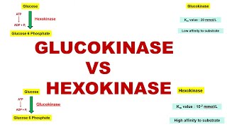 Glucokinase vs Hexokinase  Glycogenesis  Glycolytic Enzymes  Dr Ghanshyam Jangid [upl. by Loria]