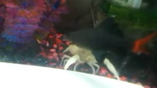 Red tail shark fighting white crayfish [upl. by Maitilde]