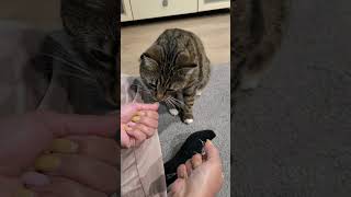 Funny Meme Guessing time part 3 meme smart cat [upl. by Kendal]