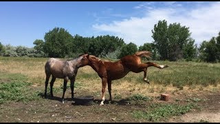 Colts Bucking Off A Big Biting Horse Fly [upl. by Nahama]