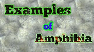 Examples of Amphibians [upl. by Martelle]