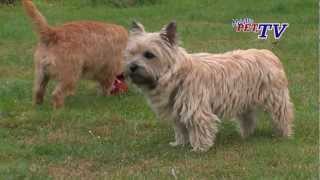 Cairn Terrier Informationen zur Rasse [upl. by Enaerb]