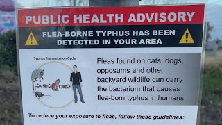 Fleaborne typhus warnings issued throughout Orange County [upl. by Teryl]